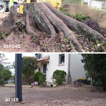 the cost of stump grinding in brisbane 