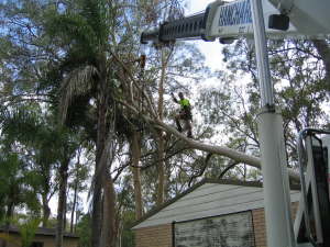 Tree Storm Damage Clearing Service