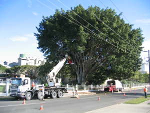 Commercial tree programmed maintenance