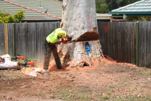 large tree removal brisbane