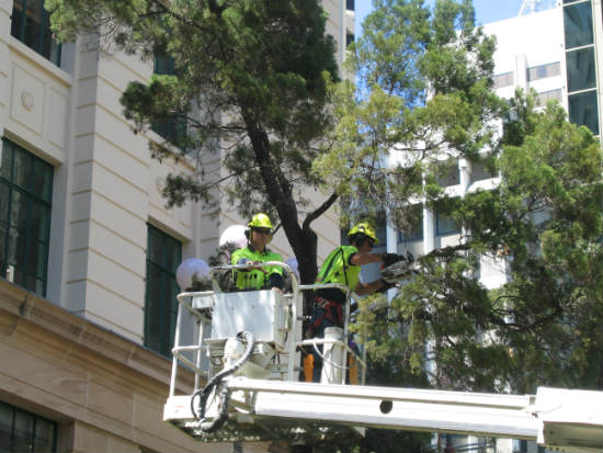 commercial tree maintenance